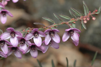 APII jpeg image of Tetratheca gunnii  © contact APII