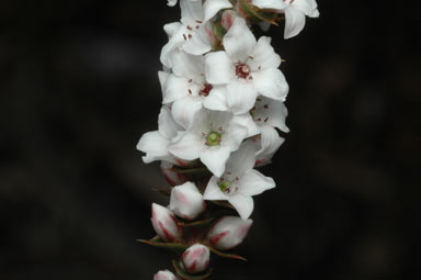 APII jpeg image of Epacris gunnii  © contact APII