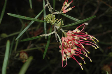 APII jpeg image of Grevillea 'Sid Reynolds'  © contact APII