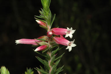 APII jpeg image of Epacris calvertiana var. versicolor  © contact APII