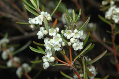 APII jpeg image of Logania sp. (Mount Tinaringy)  © contact APII