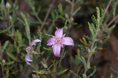 APII jpeg image of Boronia repanda  © contact APII