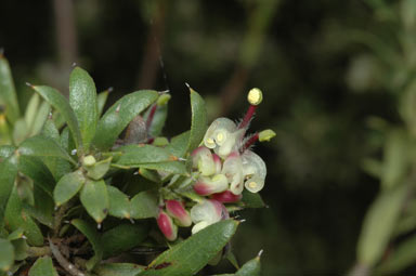 APII jpeg image of Grevillea jephcottii  © contact APII