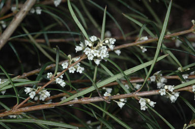 APII jpeg image of Logania albiflora  © contact APII