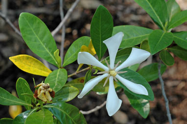 APII jpeg image of Gardenia longituba  © contact APII