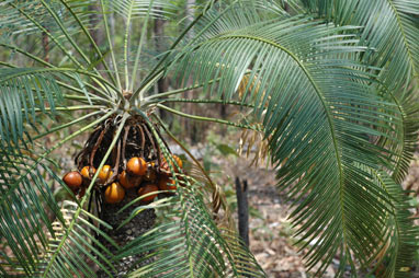 APII jpeg image of Cycas armstrongii  © contact APII