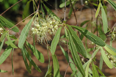 APII jpeg image of Terminalia grandiflora  © contact APII