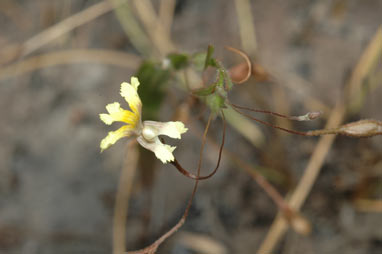 APII jpeg image of Goodenia armstrongiana  © contact APII