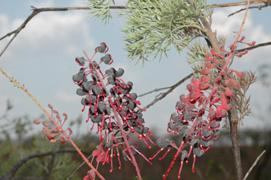 APII jpeg image of Grevillea benthamiana  © contact APII