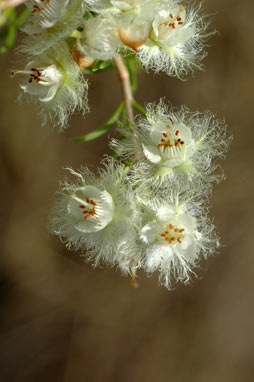 APII jpeg image of Verticordia cunninghamii  © contact APII