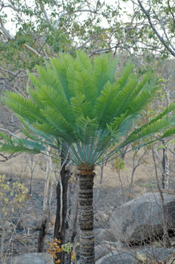 APII jpeg image of Cycas conferta  © contact APII