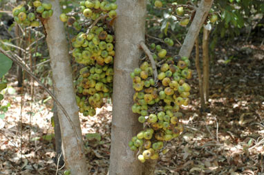 APII jpeg image of Ficus hispida  © contact APII