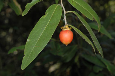 APII jpeg image of Diospyros calycantha  © contact APII