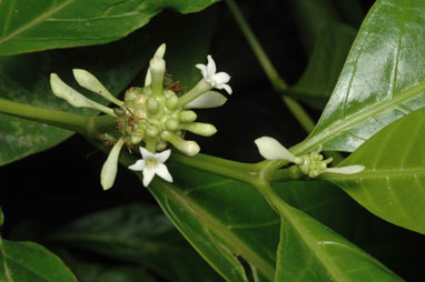 APII jpeg image of Morinda citrifolia  © contact APII