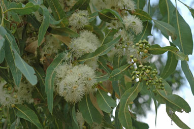 APII jpeg image of Corymbia arafurica  © contact APII