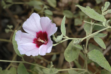 APII jpeg image of Hibiscus leptocladus  © contact APII