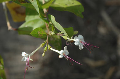 APII jpeg image of Clerodendrum inerme  © contact APII