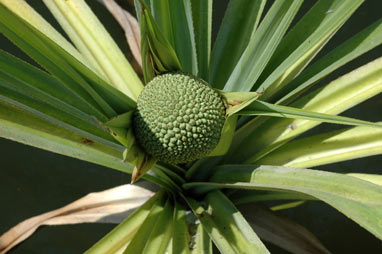 APII jpeg image of Pandanus aquaticus  © contact APII