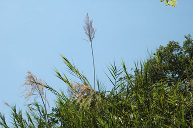 APII jpeg image of Phragmites vallatoria  © contact APII