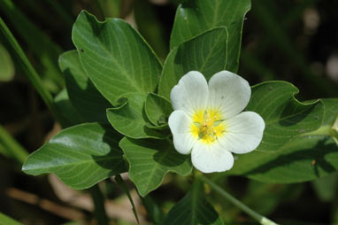 APII jpeg image of Ludwigia adscendens  © contact APII