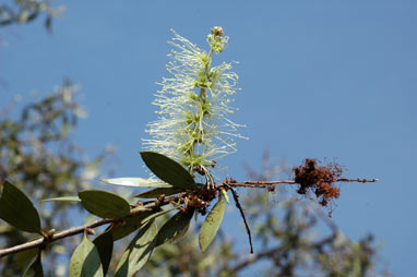 APII jpeg image of Melaleuca nervosa  © contact APII