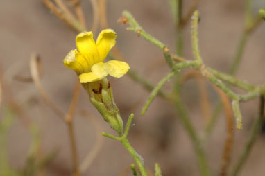 APII jpeg image of Goodenia cirrifica  © contact APII