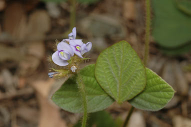 APII jpeg image of Calopogonium mucunoides  © contact APII