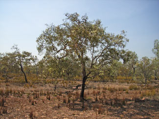 APII jpeg image of Melaleuca nervosa  © contact APII