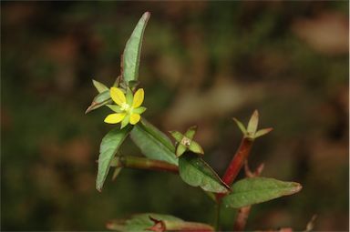 APII jpeg image of Ludwigia hyssopifolia  © contact APII