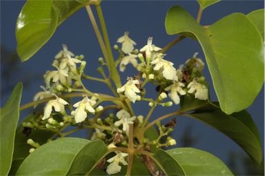 APII jpeg image of Vitex acuminata  © contact APII