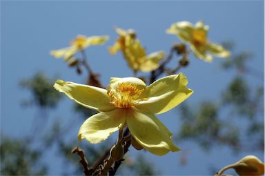 APII jpeg image of Cochlospermum fraseri  © contact APII