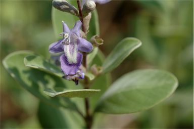 APII jpeg image of Vitex rotundifolia  © contact APII