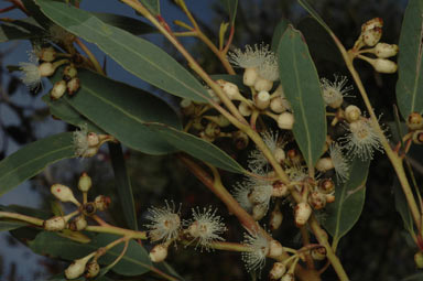 APII jpeg image of Eucalyptus cooperiana  © contact APII