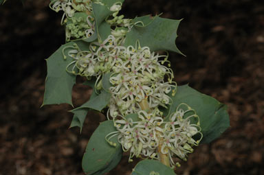 APII jpeg image of Hakea prostrata  © contact APII