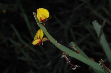 APII jpeg image of Bossiaea grayi  © contact APII