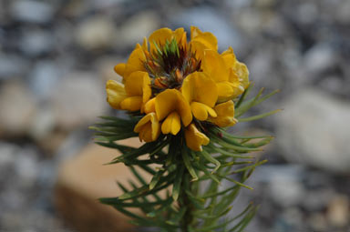 APII jpeg image of Pultenaea stipularis  © contact APII