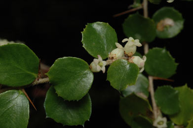 APII jpeg image of Pittosporum multiflorum  © contact APII