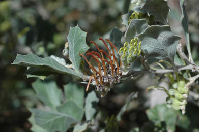 APII jpeg image of Grevillea aquifolium  © contact APII