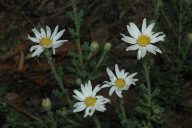 APII jpeg image of Olearia asterotricha  © contact APII