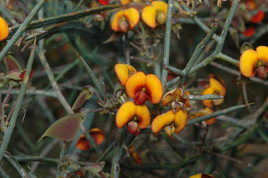 APII jpeg image of Daviesia horrida  © contact APII