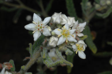 APII jpeg image of Commersonia densiflora  © contact APII