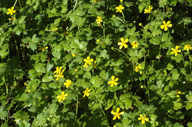 APII jpeg image of Ranunculus collinus  © contact APII