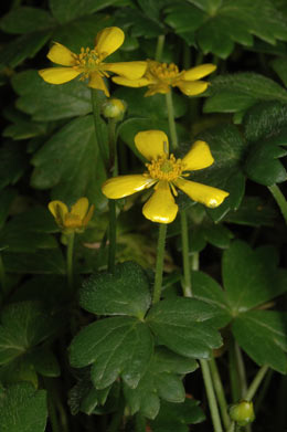 APII jpeg image of Ranunculus collinus  © contact APII