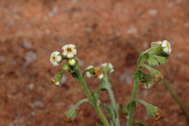 APII jpeg image of Cynoglossum suaveolens  © contact APII