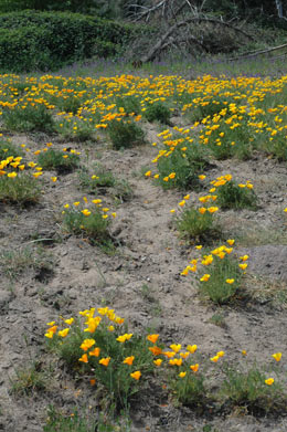 APII jpeg image of Eschscholzia californica  © contact APII