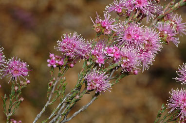 APII jpeg image of Kunzea parvifolia  © contact APII