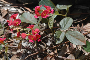 APII jpeg image of Kennedia coccinea  © contact APII