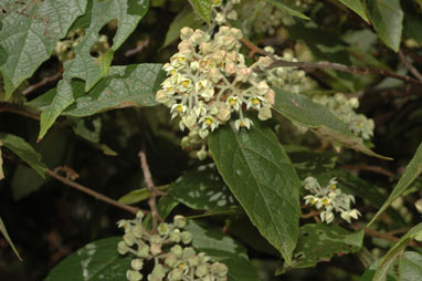 APII jpeg image of Seringia arborescens  © contact APII