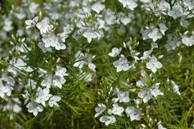 APII jpeg image of Veronica arenaria  © contact APII