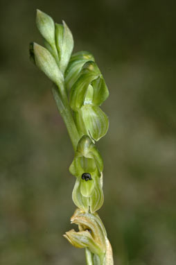 APII jpeg image of Hymenochilus bicolor  © contact APII